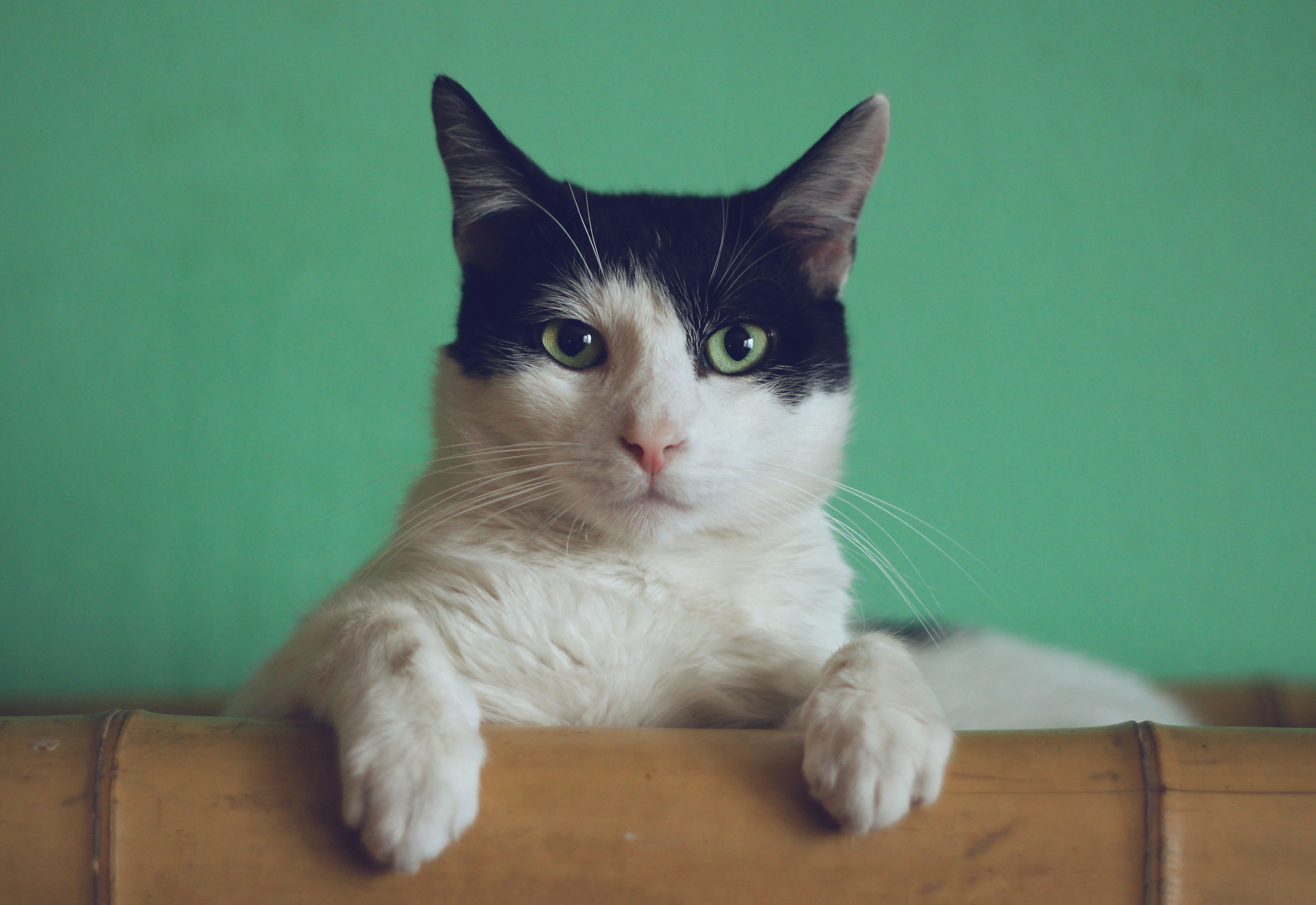 一只猫坐在木地板上。