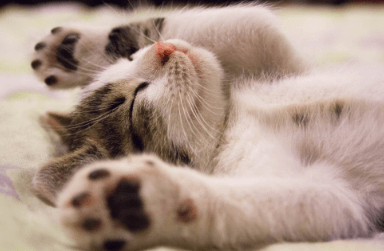 A kitten with its paws outstretched.